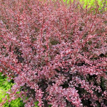 Berberis thunbergii Flamingo - Crespino giapponese