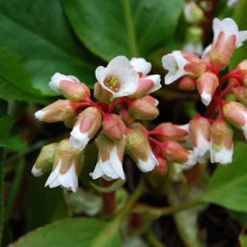 Bergenia cordifolia Silberlicht