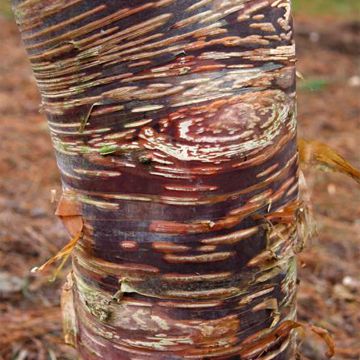 Betula ermanii Mount Zao Purple - Betulla