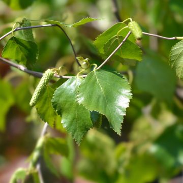 Betula pendula Spider Alley - Betulla bianca