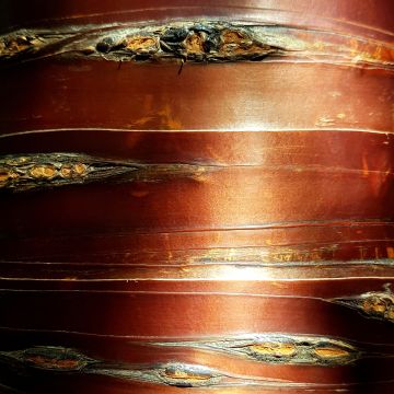 Betula utilis Nepalese Orange - Betulla dell’Himalaya