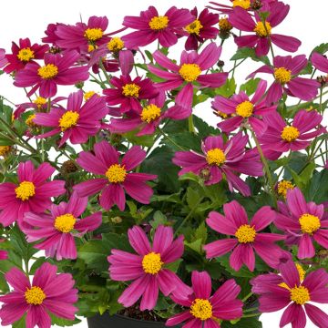 Bidens Bee my Sunshine