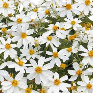 Bidens Bee White