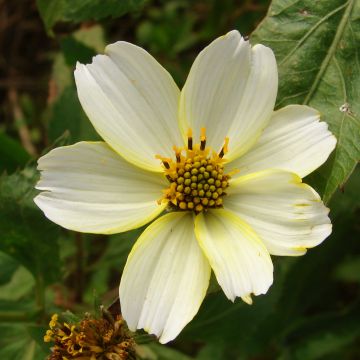 Bidens heterophylla Bidens aurea