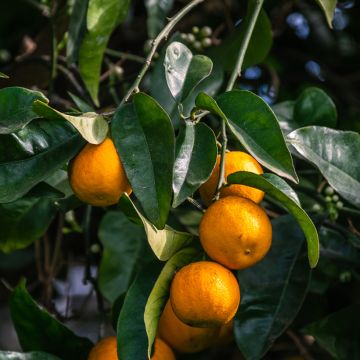 Arancio amaro Bouquet de Fleur