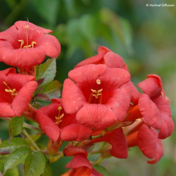 Campsis x tagliabuana Ebony & Red - Bignonia