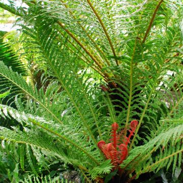 Blechnum brasiliense Volcano
