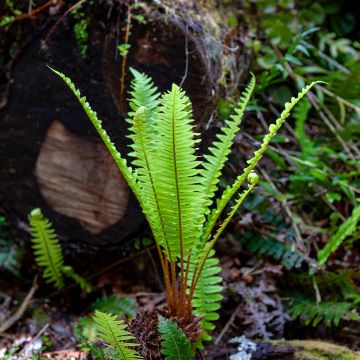 Blechnum discolor - Felce