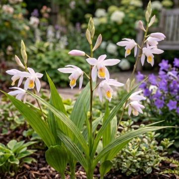 Bletilla Coritani