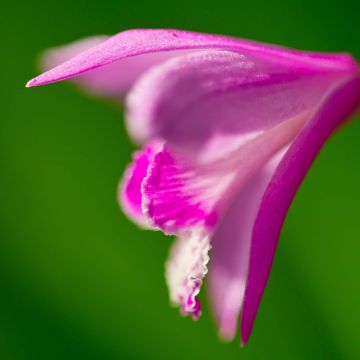Bletilla striata Shi-ran
