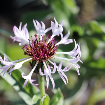 Centaurea montana Amethyst in Snow - Fiordaliso montano