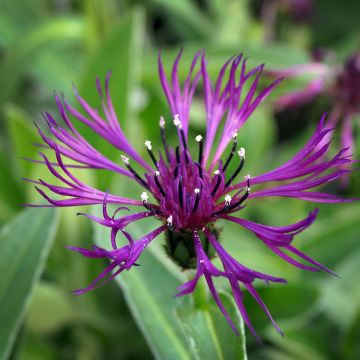 Centaurea montana Amethyst Dream - Fiordaliso montano