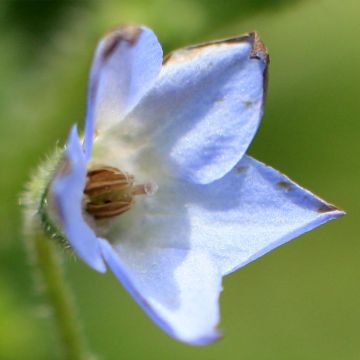 Borago pygmaea - Borragine di Sardegna