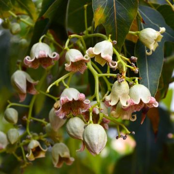 Brachychiton populneus - Albero a bottiglia