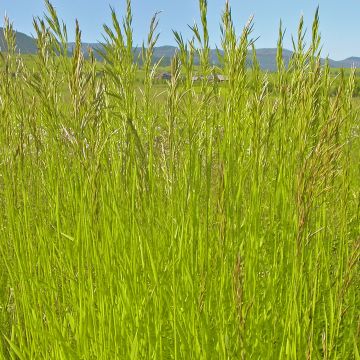 Bromus inermis Skinner's Gold - Forasacco spuntato