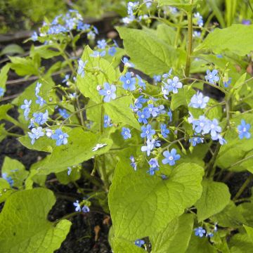 Brunnera macrophylla Green Gold