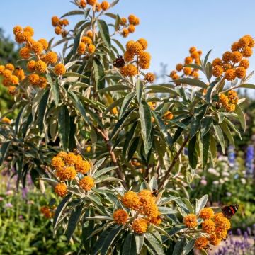 Buddleja megalocephala - Albero delle farfalle