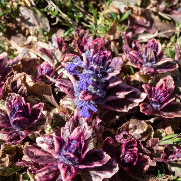 Ajuga reptans Multicolor - Bugola