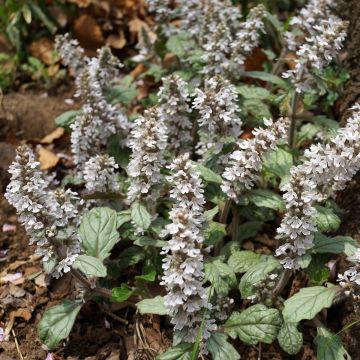 Ajuga reptans Schneekerze - Bugola