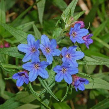 Buglossoides purpurocaerulea - Erba-perla azzurra