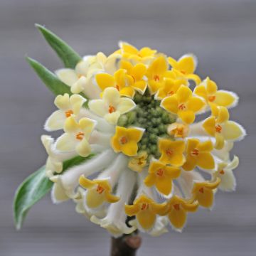 Edgeworthia chrysantha Winter Liebe - Bastone di san Giuseppe