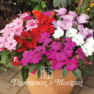 Impatiens Divine Mixed - Fiore di vetro
