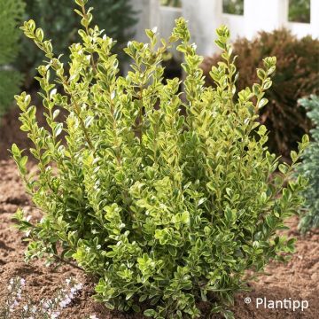 Buxus sempervirens Golden Dream - Bosso