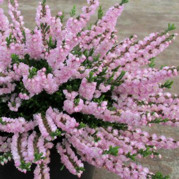 Calluna vulgaris Radnor - Brugo