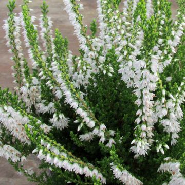Calluna vulgaris Spring Cream - Brugo