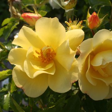 Rosa ad alberello Celina