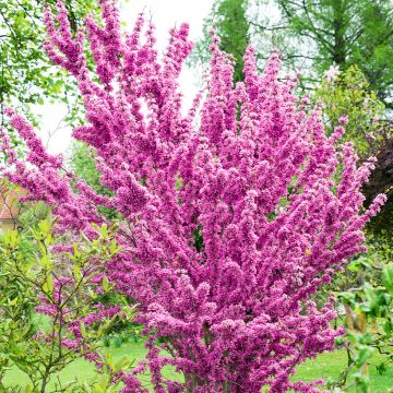Cercis chinensis Kay's Early Hope - Albero di Giuda cinese