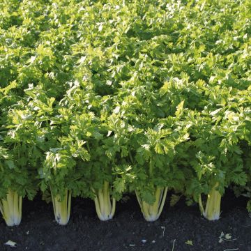 Sedano Golden Spartan