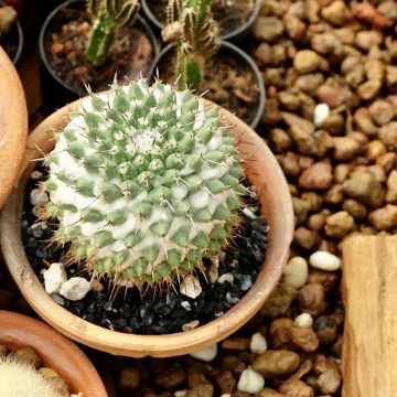Cactus - Mammillaria Toluca