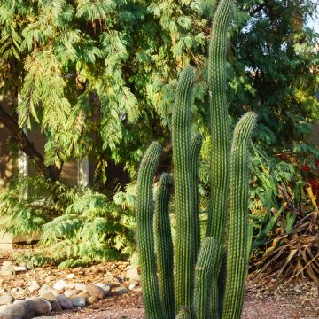 Cactus - Stenocereus griseus