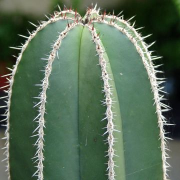 Cactus - Stenocereus marginatus