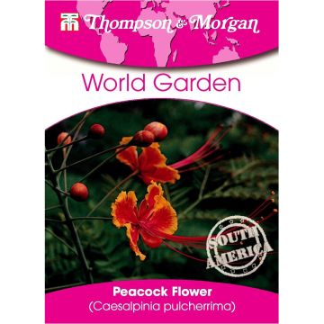 Caesalpinia pulcherrima - Poinciana