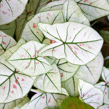 Caladium Kelly - Caladio