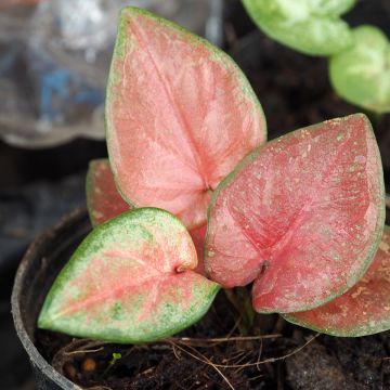 Caladium Maculatum - Caladio