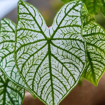 Caladium Pliage - Caladio