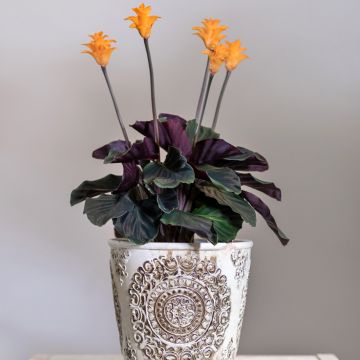 Calathea crocata