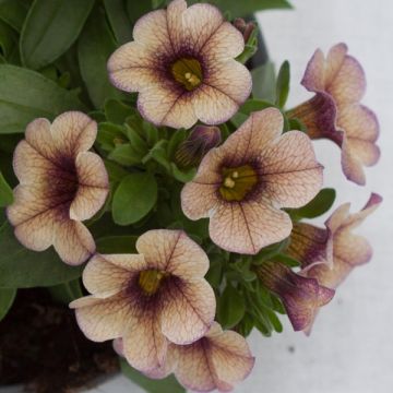 Calibrachoa Cappuccino Compact - Petunia nana