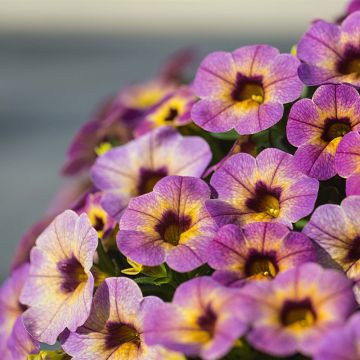 Calibrachoa Chamaeleon Blueberry Scone - Petunia nana