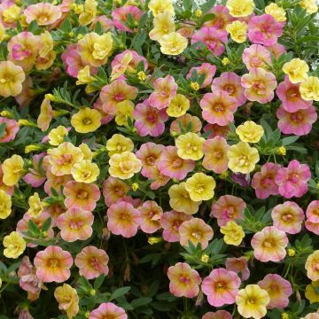 Calibrachoa Chamaeleon Double Pink Yellow - Petunia nana