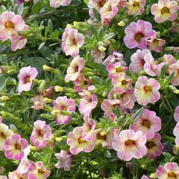 Calibrachoa Chamaeleon Pink Passion - Petunia nana