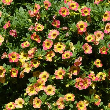 Calibrachoa Chamaeleon Sunshine Berry - Petunia nana