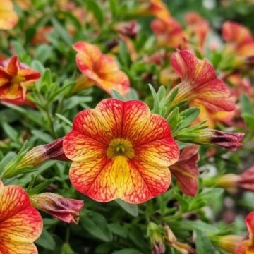 Calibrachoa MiniFamous Uno Bakari - Petunia nana
