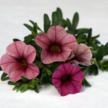 Calibrachoa Plum - Petunia nana