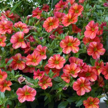 Calibrachoa Superbells Tropical Sunrise - Petunia nana