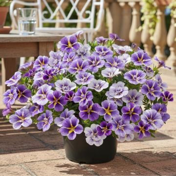 Calibrachoa Superbells Unique Wisteria Star - Petunia nana