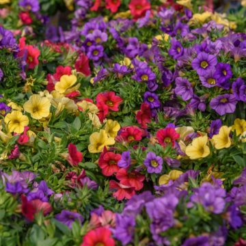 Calibrachoa Noa Mixis Cleantha - Petunia nana